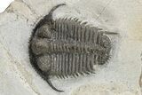Cyphaspides Pankowskiorum Trilobite - Jorf, Morocco #226026-4